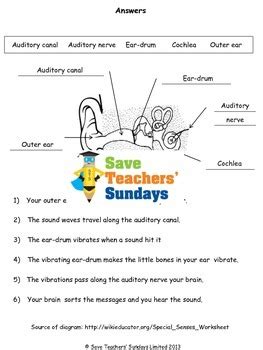 Parts Of The Ear and How We Hear Lesson Plan and Worksheet | TpT