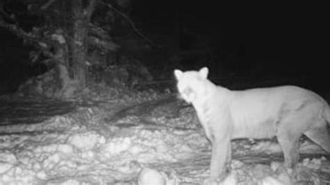 Morning 4 A Look At Recent Confirmed Cougar Sightings In Michigan And More News