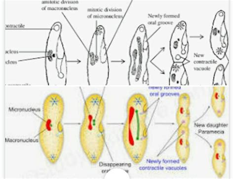 Diagram Of Binary Fission In Paramecium Brainly In