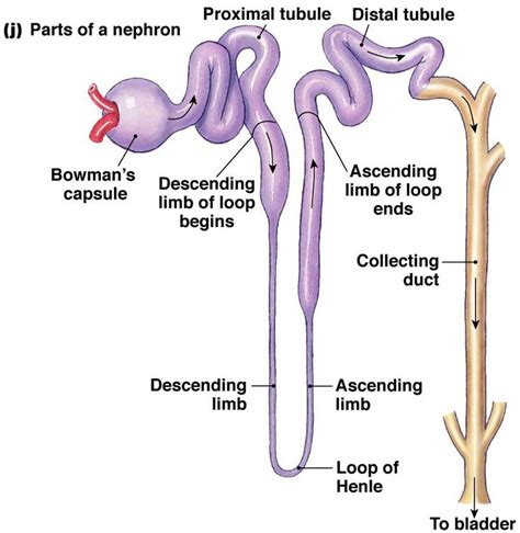 Associate Degree Nursing Physiology Review Basic Anatomy And