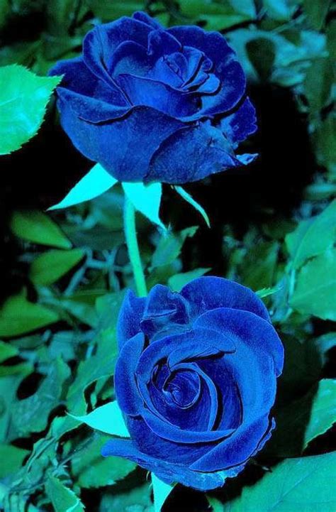 17 Best Velvet Blue Rose Images On Pinterest Beautiful