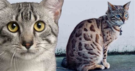 Get To Know The Egyptian Mau A Sensitive Cat With A Wild Look Catster