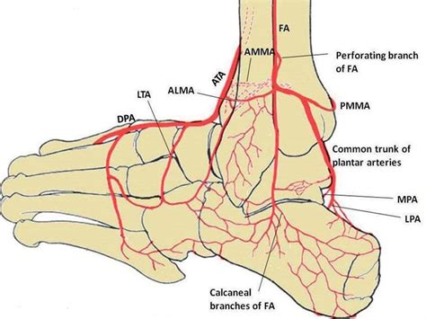 The Branching Pattern Of The Dominant Fibular Artery Fa And