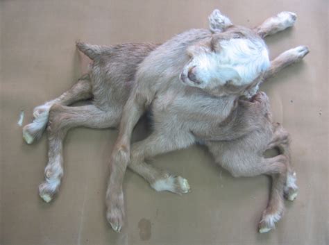 Figure 3 From Monocephalus Thoracopagus Conjoined Twins In A Goat