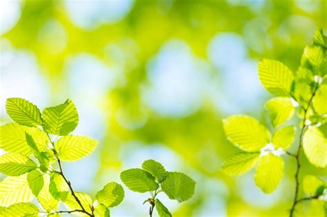 Spring Green Leafs Defocused Stock Photos Free Photo Download