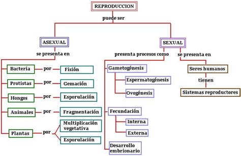 Ies Faro Biología Y Geología La ReproducciÓn