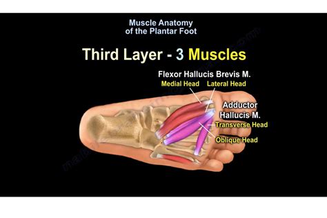 Muscles Of The Foot Laminated Anatomy Chart Muscles L