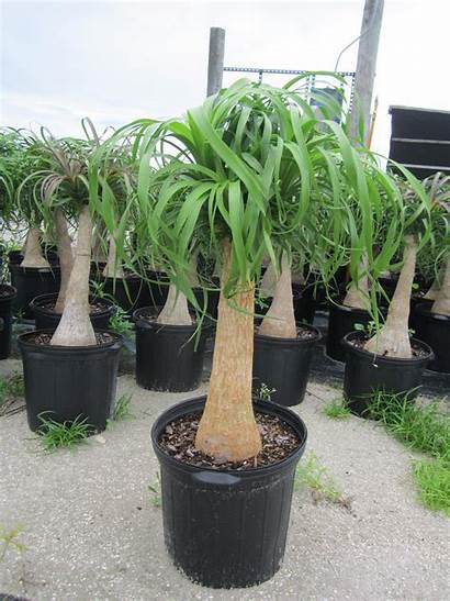 Palm Ponytail Recurvata Nolina Beaucarnea Plant Plants