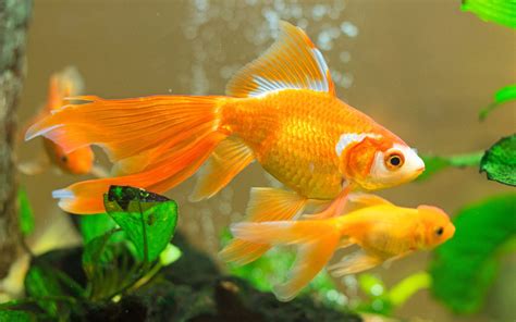 Goldfish Wallpapers Top Free Goldfish Backgrounds Wallpaperaccess
