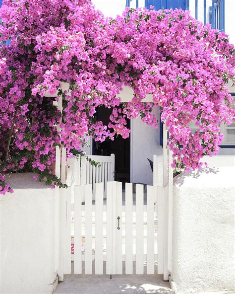 Greece Flowers Three Photograph By Lupen Grainne Fine Art America