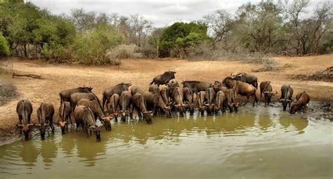 Sharon Bishop Photoblog Wildebeest Watering Hole Mkuze Game Reserve