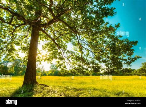 Summer Sunny Forest Trees And Green Grass Nature Wood Sunlight