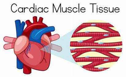 Muscle Cardiac Tissue Vector Human Premium