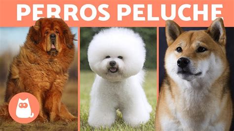 10 Perros Que Parecen Osos De Peluche 🐻 Youtube