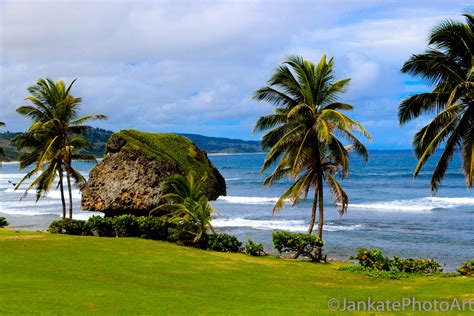 Beautiful Barbados Beach Photo Caribbean Island Print Large Rock Palm
