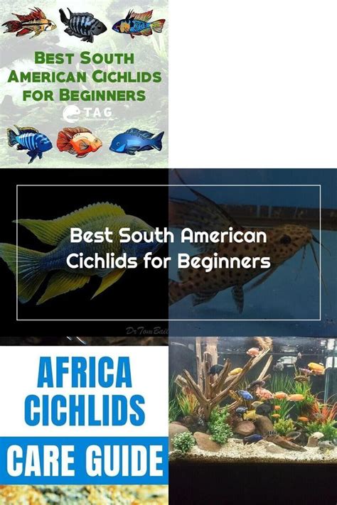 Afya is certified in holistic health and holds a bachelor's degree in nutrition. Best South American Cichlids for Beginners in 2020 | South american cichlids, American cichlid ...