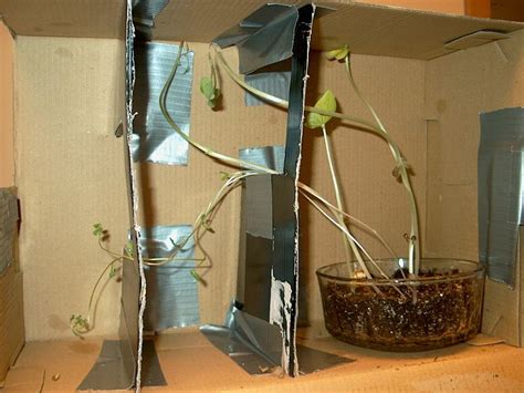 Maybe you would like to learn more about one of these? How to Train Your Plant II | Plant science, Plants ...