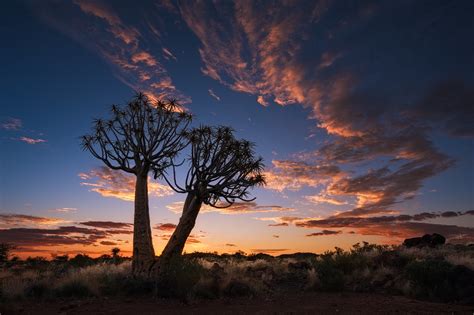 For The Love Of Quiver Trees Mark Dumbleton