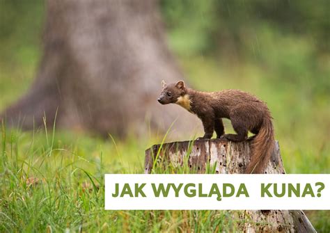 Jak Wygląda Kuna Jak Wygląda Kuna Domowa A Kuna Leśna Codziennypl