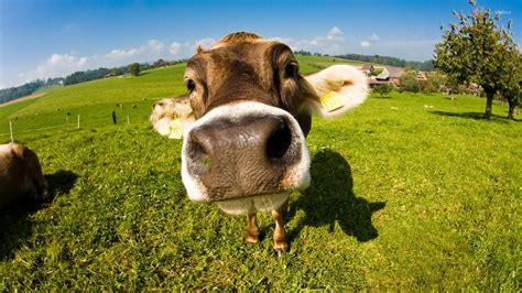 Cow Wallpapers 4k Hd Cow Backgrounds On Wallpaperbat