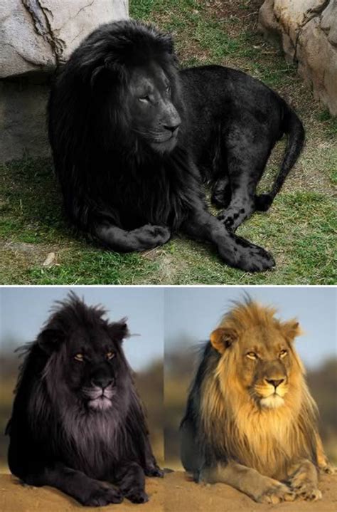 amazing melanistic animals oddee
