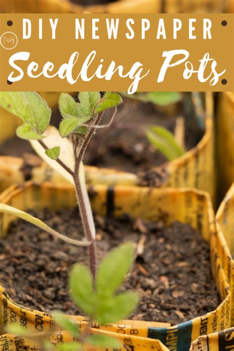 Check Out My Gardening Tips On How To Make Newspaper Seedling Pots