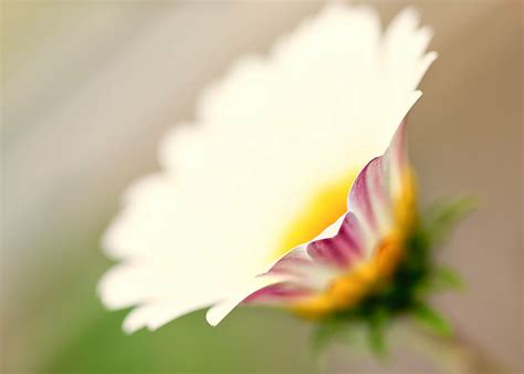 Foto De Enfoque Selectivo De La Flor De La Margarita Blanca Margarita