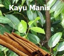 Kayu manis ceylon beli dimana malaysia. Anim Agro Technology: HERBA KAYU MANIS - POTENSINYA
