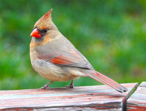 Female Cardinal Cardinal Birds Cute Birds Bird Photo