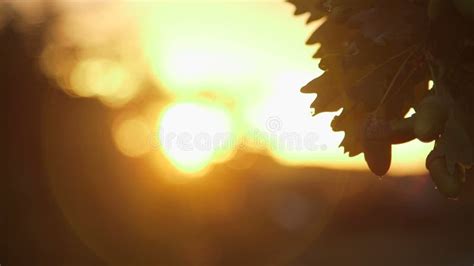 Early Morning Sun Comes Up Through Trees At Sunrise Stock Footage
