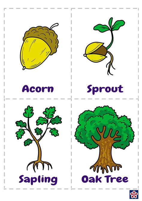 The acorns, which mature in one season, may be as large as 1 1/2. From Acorn to Oak Tree Free Printables. TeachersMag.com