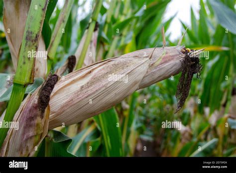 View Of A Maize Plant With Its Corn Cob Zea Mays Stock Photo Alamy