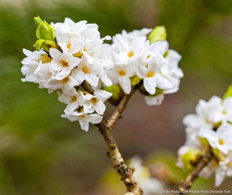 Daphnés Fiche De Culture Les Conseils Pour Cultiver Cet Arbuste à Floraison Parfumée