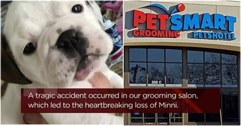 327 likes · 6 talking about this · 4,122 were here. Dog Mom Drops Pup Off At PetSmart To Be Groomed, She Dies ...