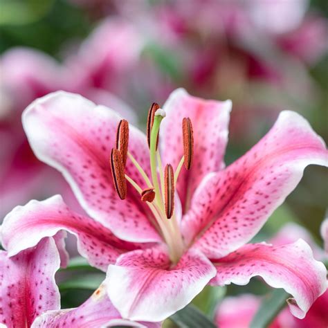 Tiger Edition Oriental Lilies Buy Lily Bulbs Online Bulbs Direct