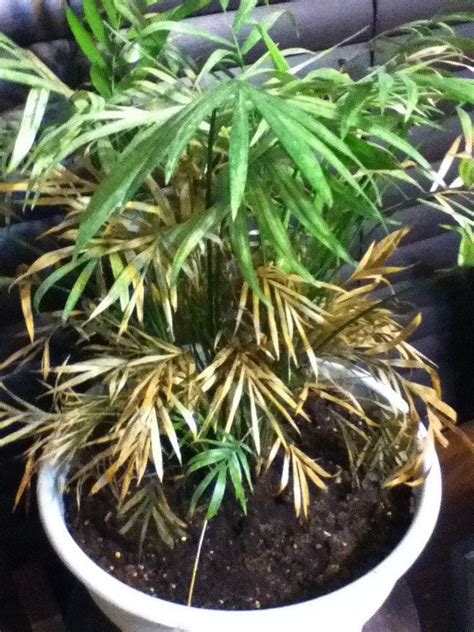 Depending on the climate, parlor palms can be grown either indoors or outdoors. First plant: why is it brown? Parlor Palm : gardening