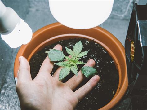 History of vanilla and how it can be used. How Long Does It Take To Grow Cannabis - 2020 Beginners ...