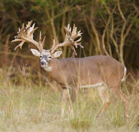 M3 Whitetail Not Too Late To Book A Monster Whitetail Hunt Deer