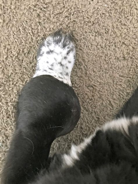 Osteosarcoma can occur in any bone in a pet's body, but in dogs, most tumors appear in the front limbs near the shoulder, wrist, and knee. Advocating For Your Pet - We Got The Funk