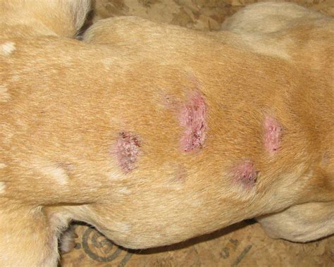 25 Images What Causes Mange Demodectic Mange