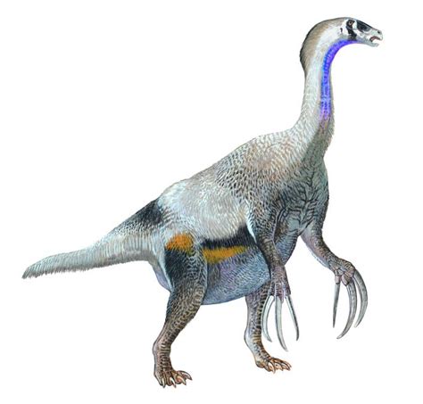 Therizinosaurus Western Australian Museum