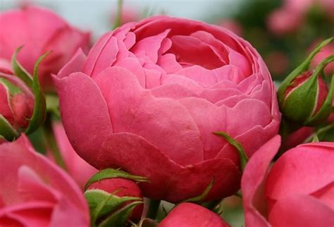 We did not find results for: Die Rosen Arten - ein herrliches Fest der Sinne | Diy ...