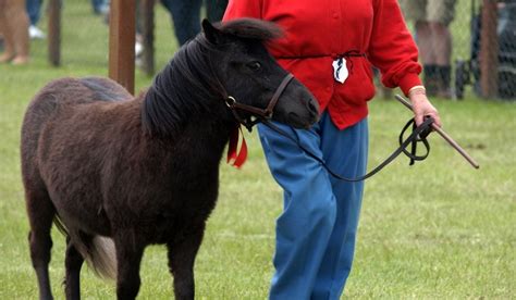 How Much Do Miniature Horses Cost Isnca