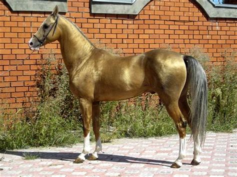 Akhal Teke Horse Info Colors Temperament History Pictures