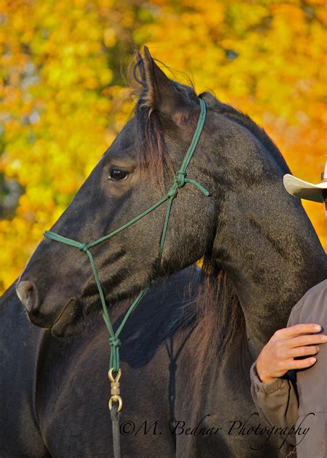 Riding without stirrups is one way to improve your position as it allows your legs to hang in the right place while also helping to strengthen your core; Just Horses: Rope Halters vs. "Normal" halters - I would ...