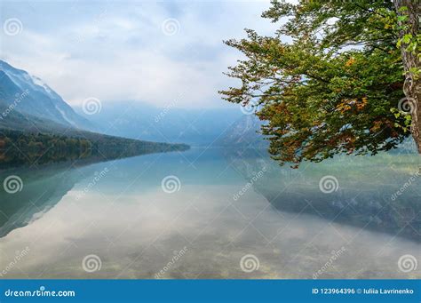 Autumn Tree With Colorful Foliage Near Lake Bohinj Slovenia Stock