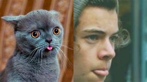 Cats Who Look Like Famous People