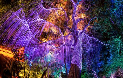 Fairchild tropical botanic garden provides perhaps more varied sites for festivities and photographs than any other, including a coral rock grotto, peaceful lakes, lavish blooms and enchanted interiors. Things to Do Miami: NightGarden at Fairchild Tropical ...