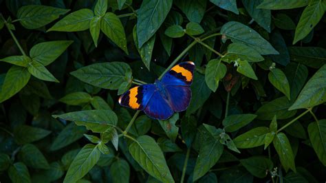 Download Wallpaper 3840x2160 Butterfly Wings Colorful