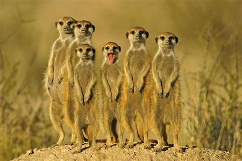 Meerkats Road Travel Africa